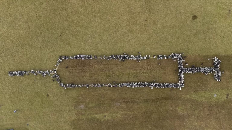 700 sheep and goats were arranged in the shape of a syringe to encourage vaccinations