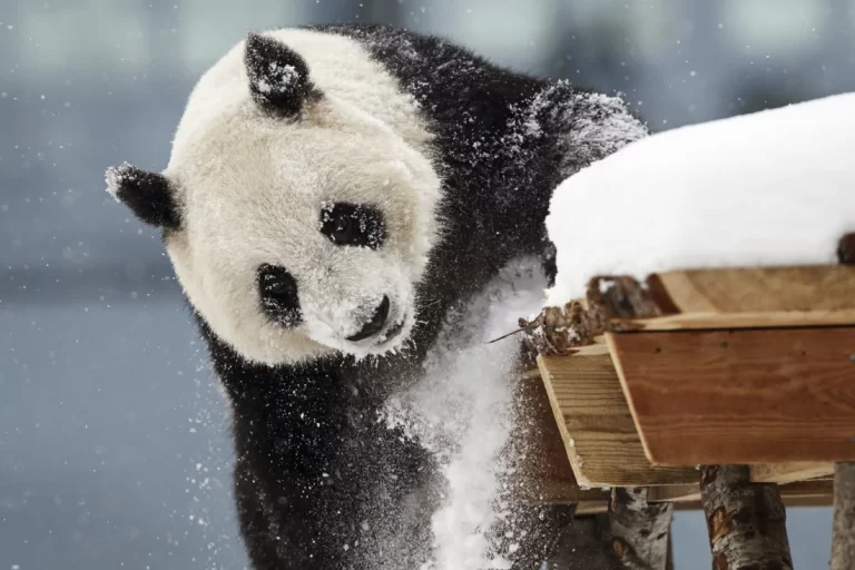 A zoo in Finland is returning pandas to China because they’re too expensive to keep