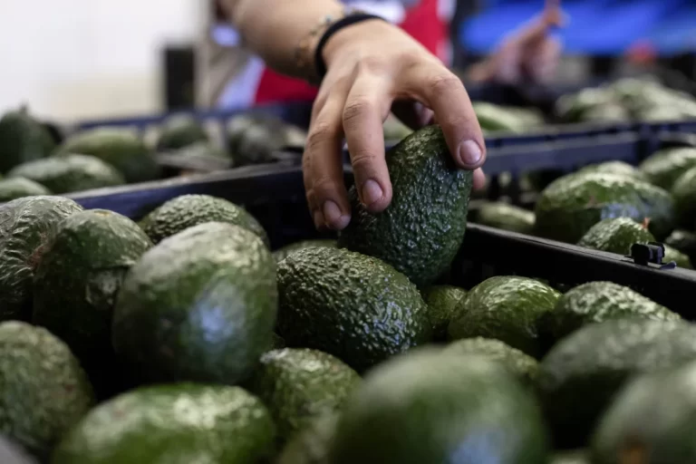 U.S. to hand over pest inspections of Mexican avocados to Mexico