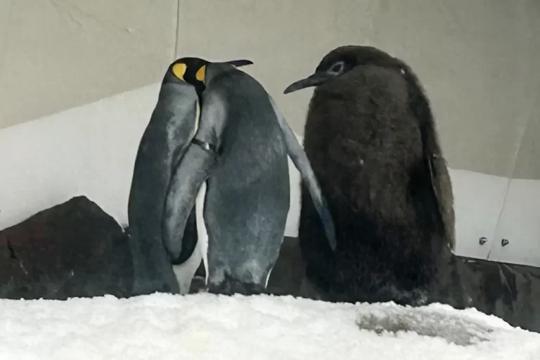 A massive baby penguin named Pesto is inhaling fish and winning fans