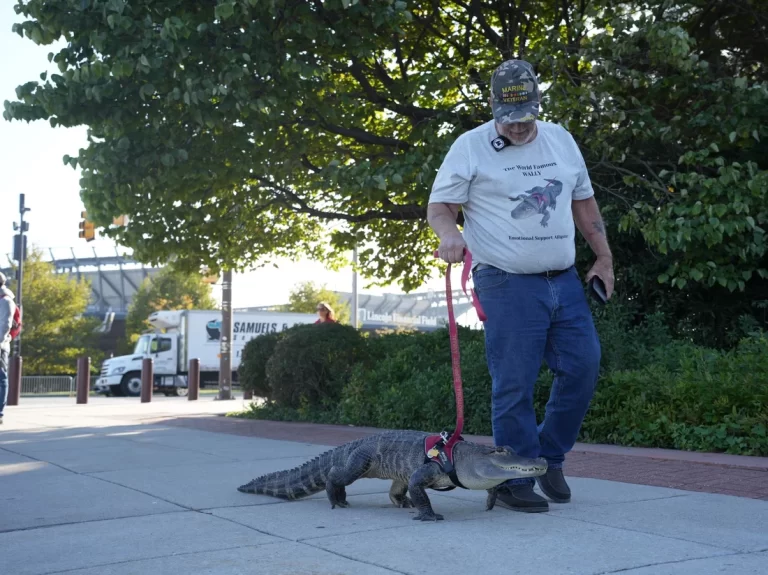 Wally the emotional support alligator went to see the Phillies. Then he went viral