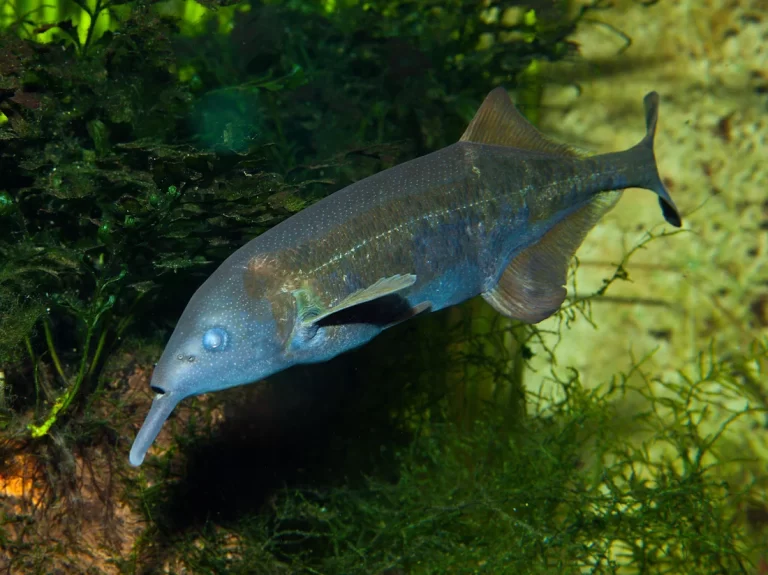 The “shocking” tactic electric fish use to collectively sense the world