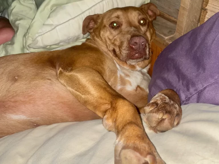 This dog broke into a Tennessee couple’s house and snuggled her way into their bed