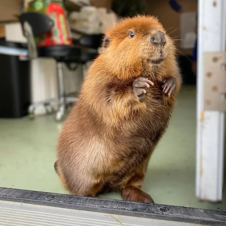 Why Massachusetts loves Nibi the beaver and is fighting to keep her out of the wild