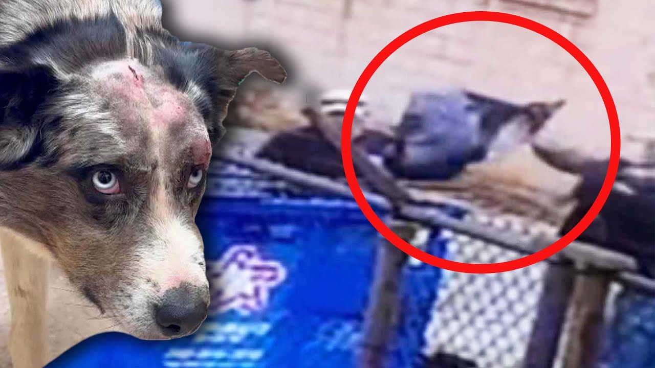 Why Was This Dog Tossed in Dumpster?