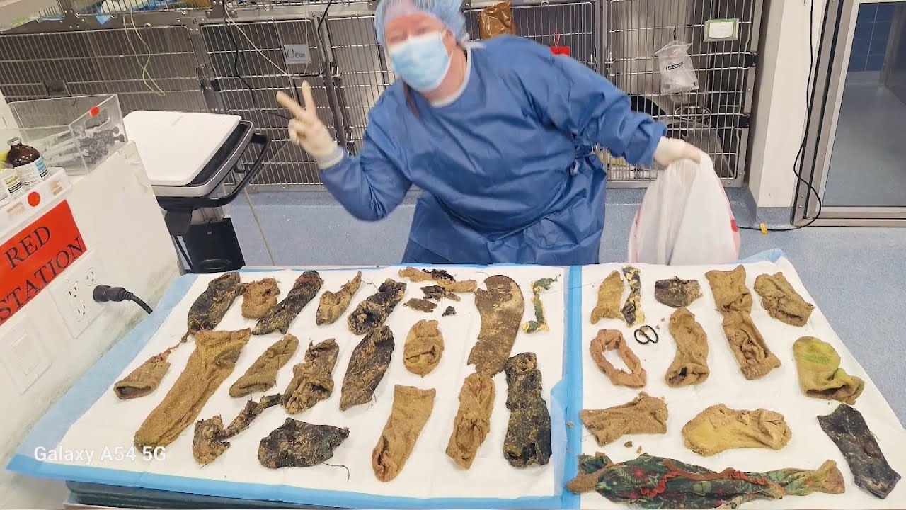 24 Socks Among Weird Things a Vet Found in Dog’s Stomach